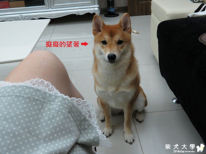 球球‧白淨淨電剪篇(原發表者:球球a麻)(開箱分享)