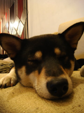 鬱鬱寡歡的苦力(原發表者:doguni)(綜合討論)