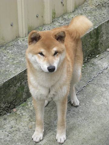 【鹿谷 - 溪頭 】雲饌小木屋民宿(原發表者:kero將麻)(開箱分享)