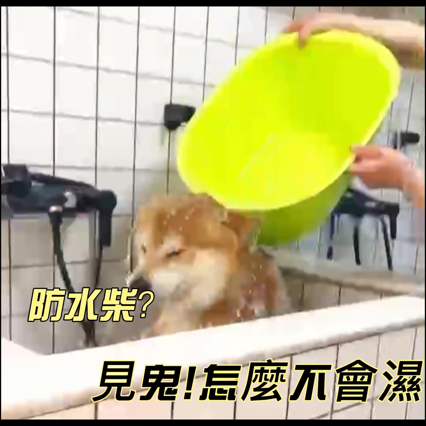 [柴老大新聞台]為什麼柴犬的毛，有一點防水？