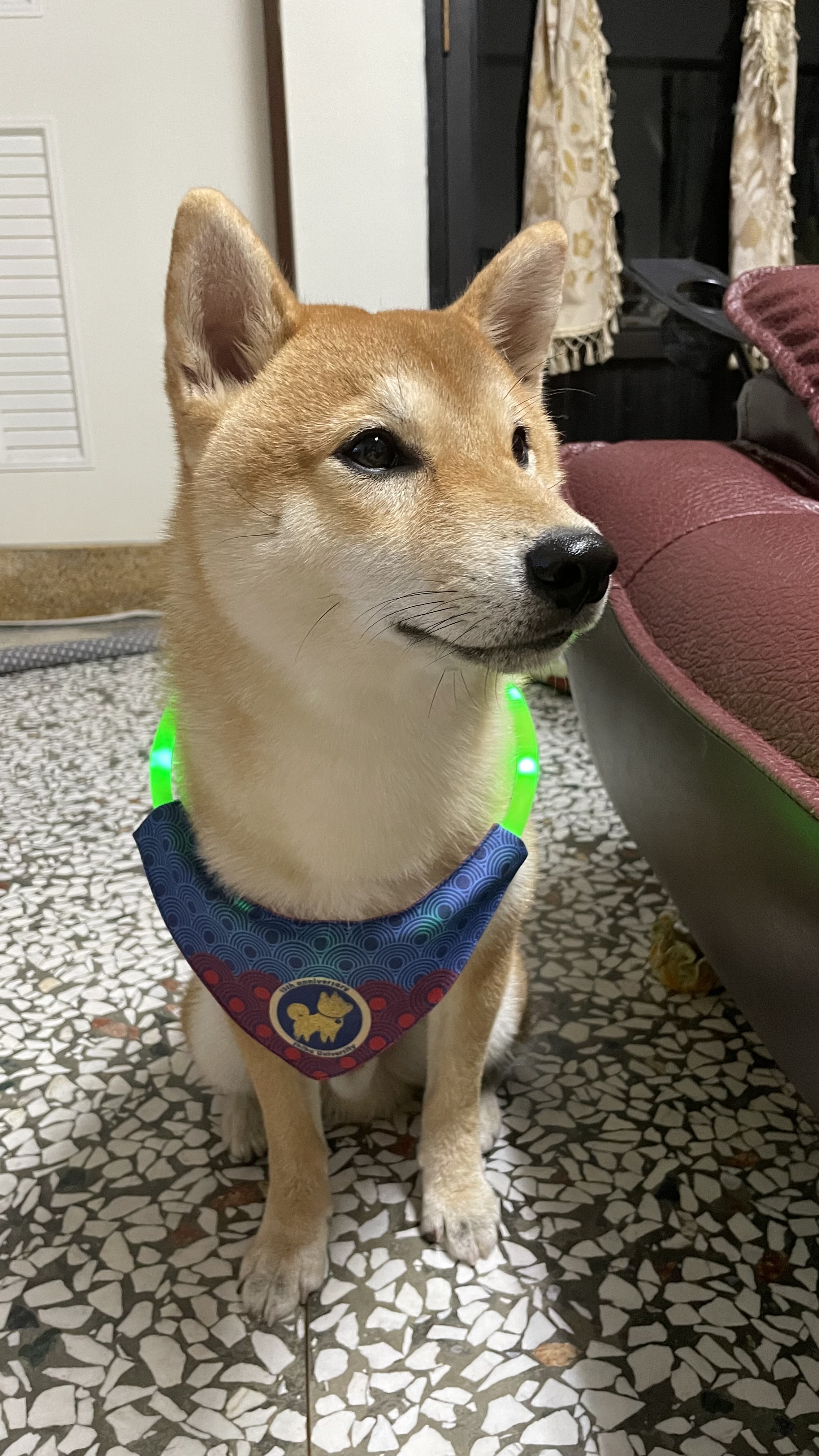 [開箱分享]拿鐵與柴大歡慶15週年 分享