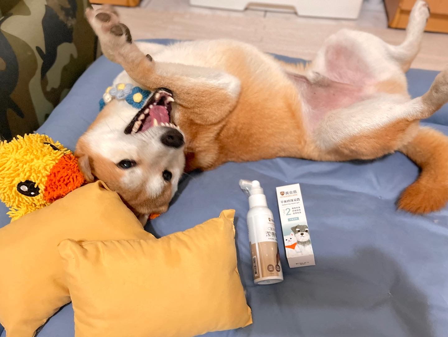 [開箱分享]治癒趾間炎的法寶【黃金盾】寵物傷口潔療噴劑