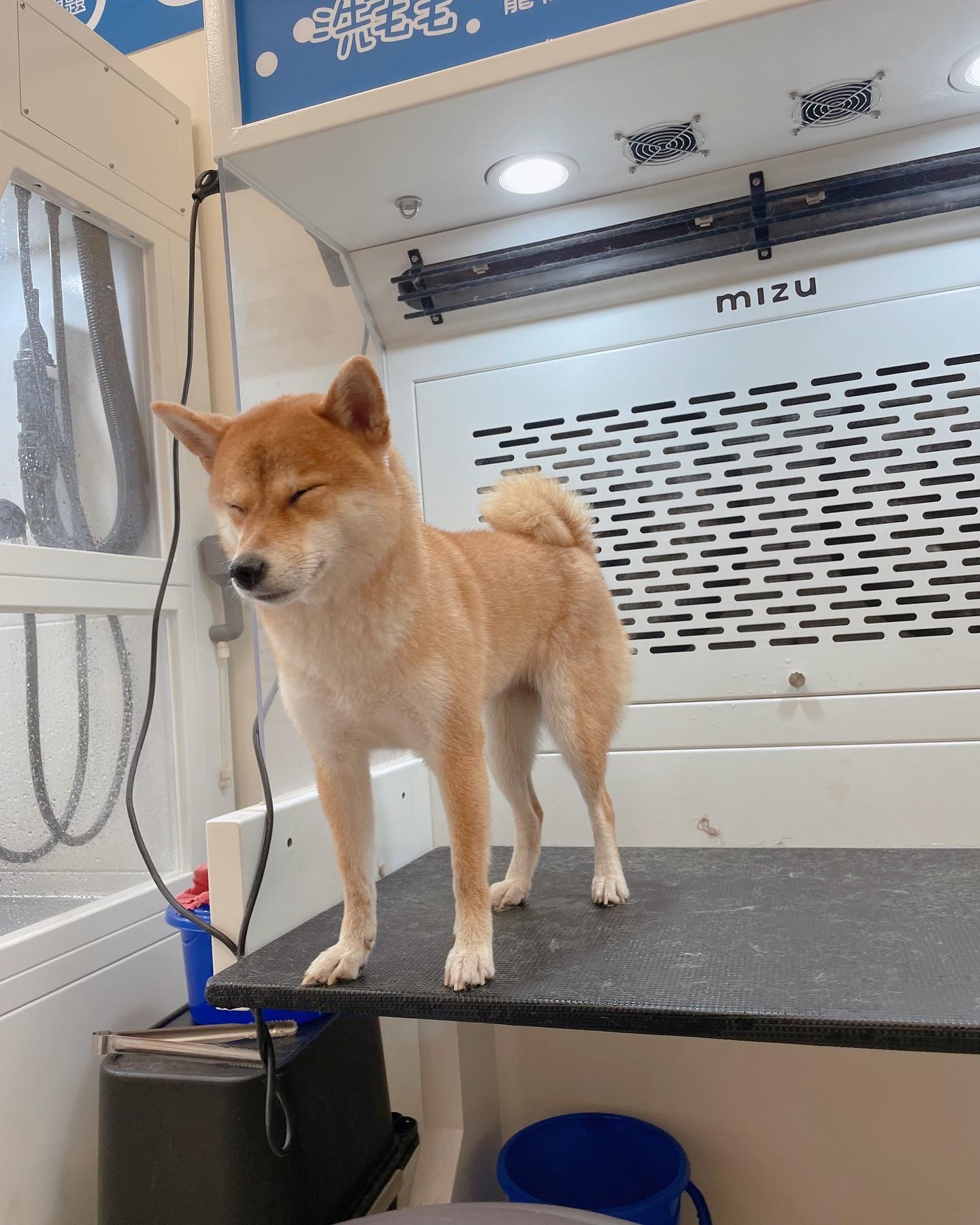 [開箱分享]柴犬Bebe& Siri｜100元的體驗洗澡澡分享！