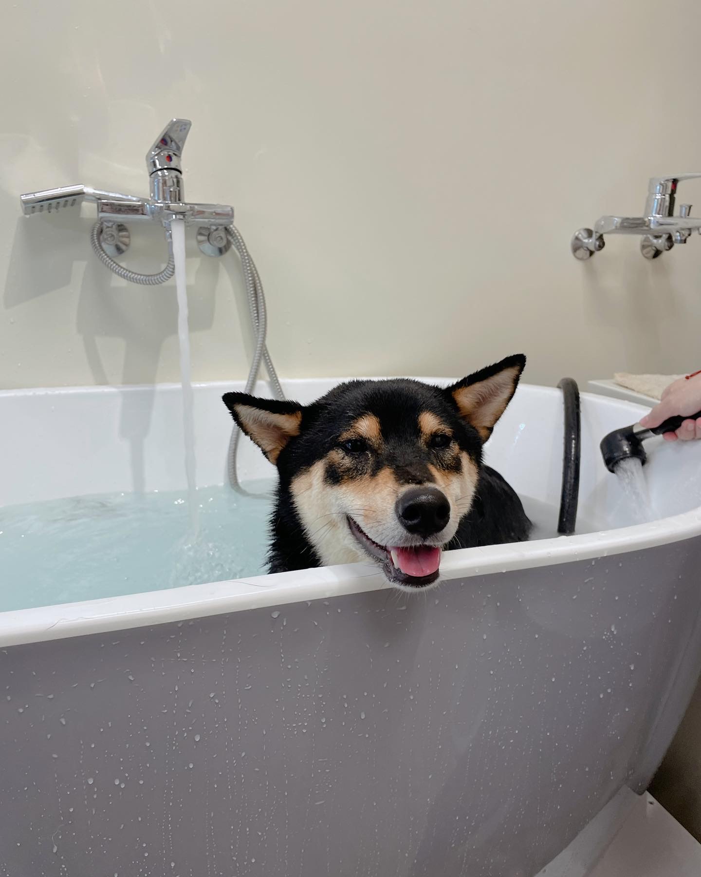 [開箱分享]柴犬Bebe& Siri｜100元的體驗洗澡澡分享！