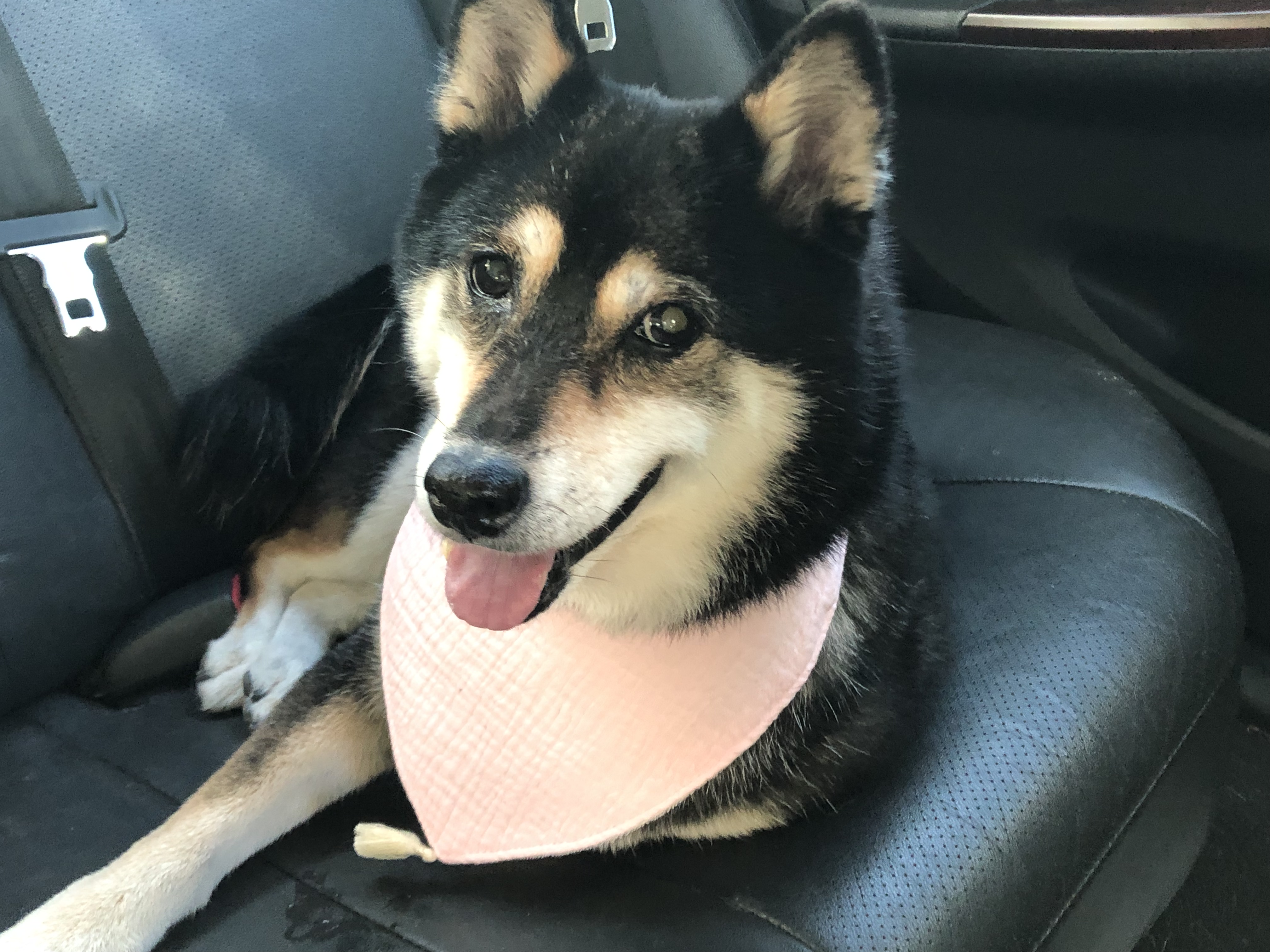 [開箱分享]狗狗關節保養