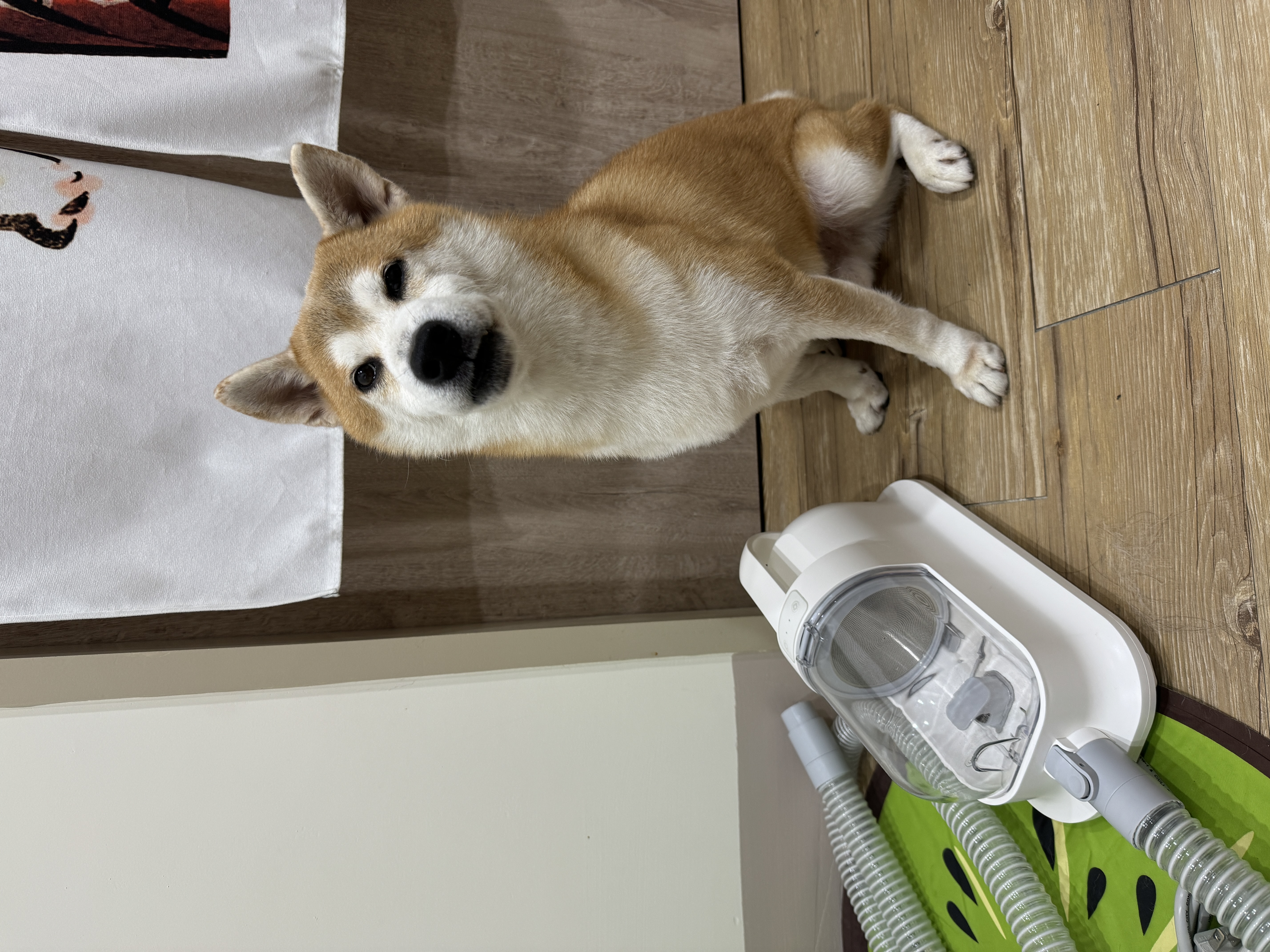 [開箱分享]延長保固  柴犬大學吸毛機開箱分享