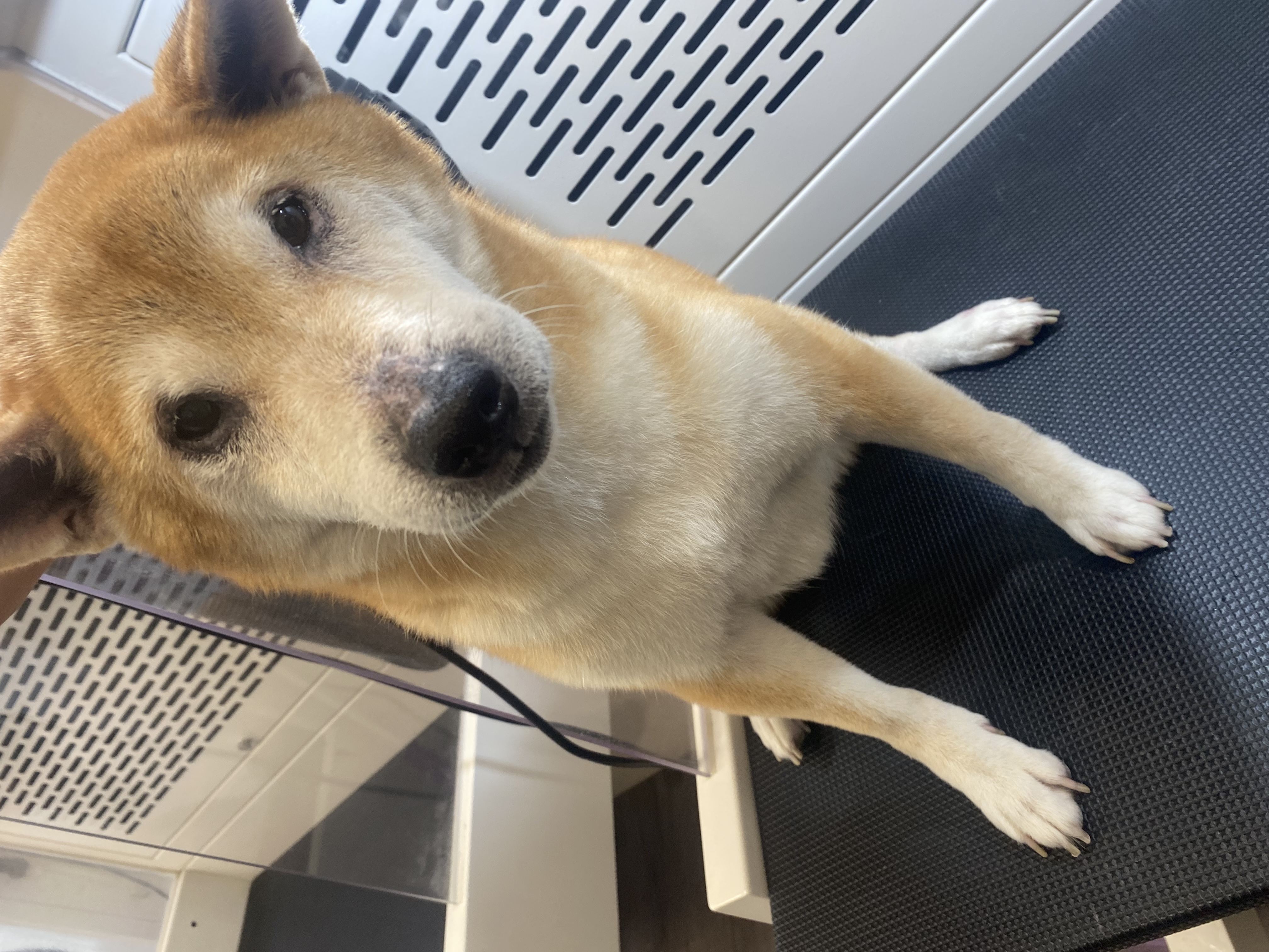 [開箱分享]柴犬Ryder｜皮膚問題減緩很多