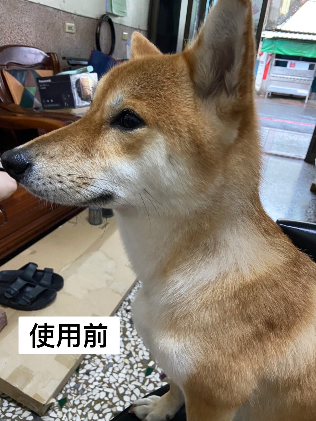 [開箱分享]柴犬球球｜使用woofield膠原蛋白心得分享