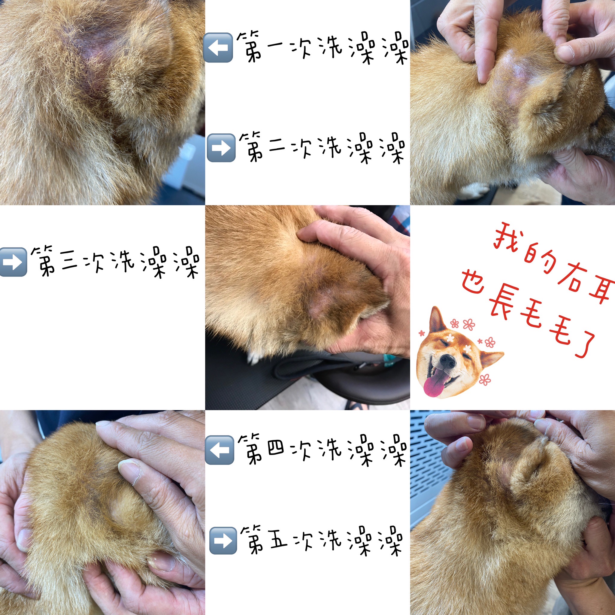 [開箱分享]柴犬Paffy｜皮膚變好了