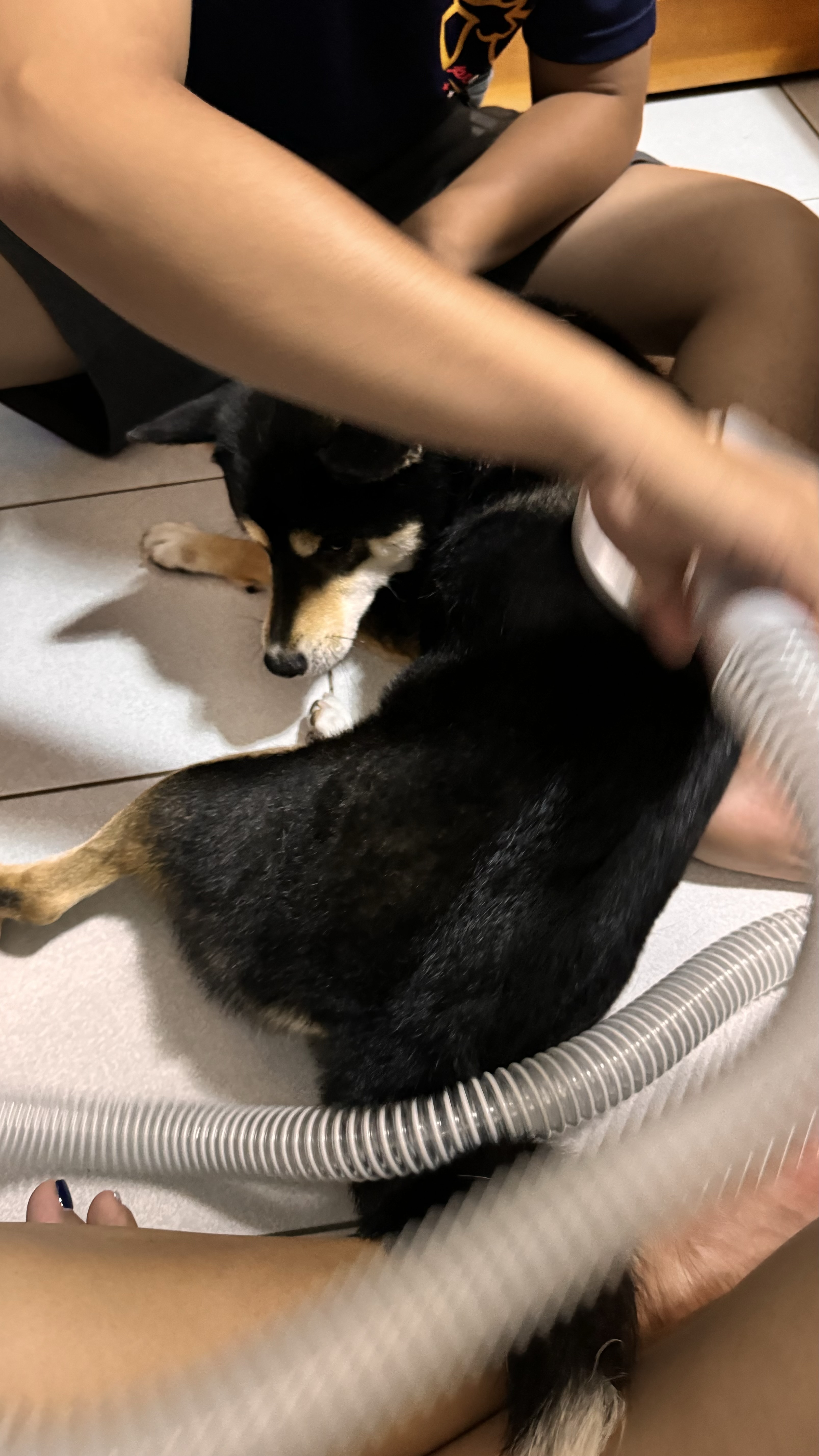 [開箱分享]延長保固  柴犬大學吸毛機開箱分享