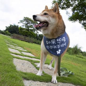 柴犬大學 - 貼心雙面警示涼感領巾 防疫必備  寶寶可用              