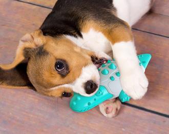 耐咬潔牙玩具-鱷魚          