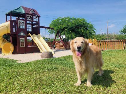 黃金獵犬龍靖家