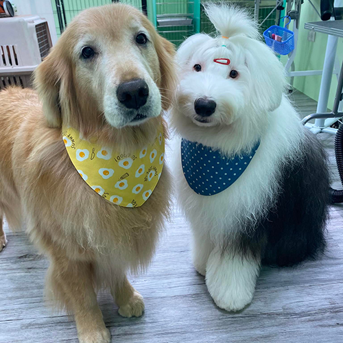 提供中小型犬、大型犬洗澡造型修剪