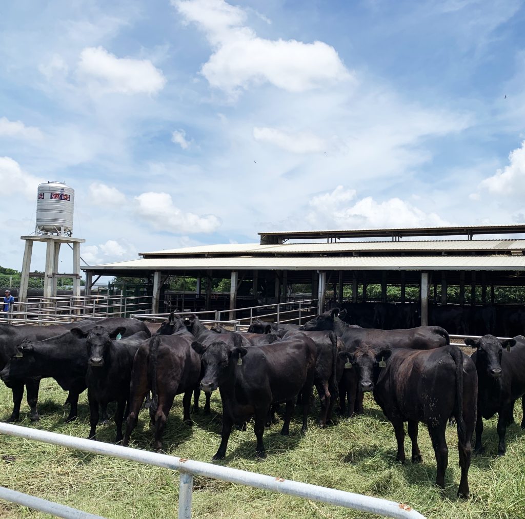 83%含肉量+15%新鮮蔬果