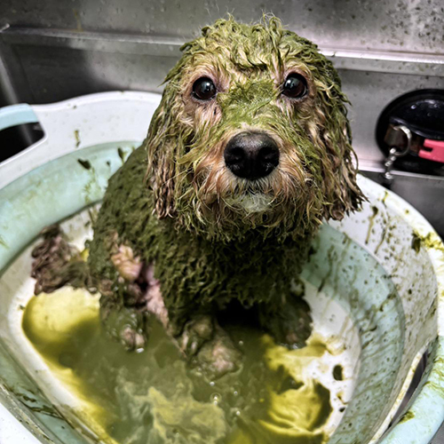 梅德農夫草本泥