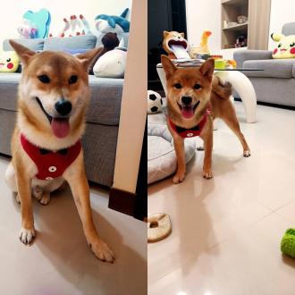 【WK】帶著【鴨比,Q比】來報到囉！