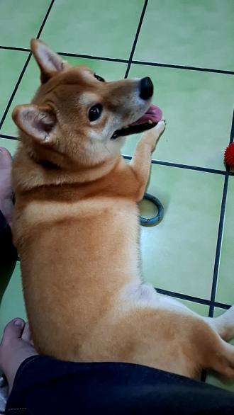 【Vivian】帶著【麻魯】來報到囉！