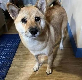 【筠】帶著【布丁】來報到囉！