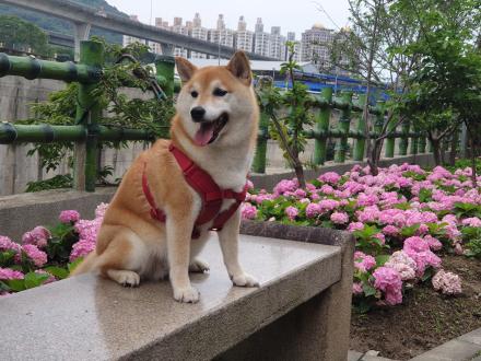 【賴包包】帶著【柴妹】來報到囉！