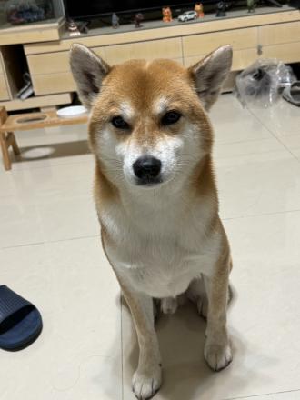 【彭苡涵】帶著【樂樂】來報到囉！