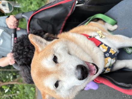 【】帶著【毛毛】來報到囉！