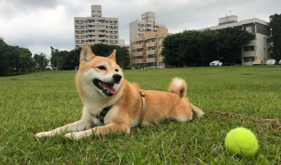 【】帶著【蕭荔枝】來報到囉！