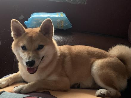 【吳 鎧帆】帶著【吉咪】來報到囉！