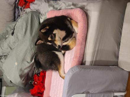 【ZH】帶著【咪咪】來報到囉！