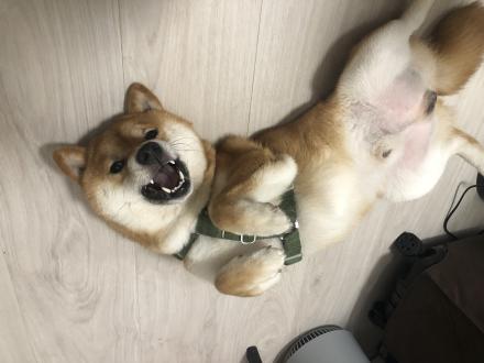 【Yi】帶著【哈吉】來報到囉！