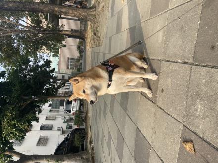 【華】帶著【BuBu】來報到囉！