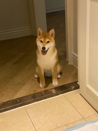 【張小穎】帶著【艾莎】來報到囉！