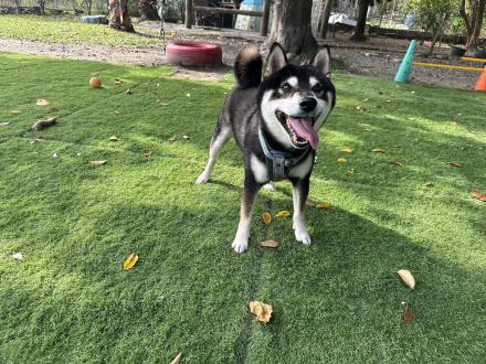 【】帶著【Ninja】來報到囉！