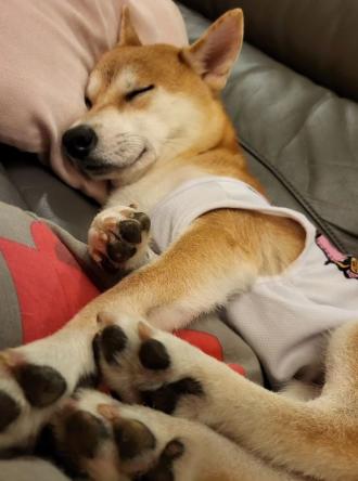 【】帶著【小欧】來報到囉！