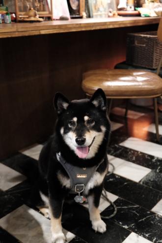 【】帶著【圈圈】來報到囉！