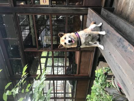 Peter Hg帶著Paffy來報到囉！