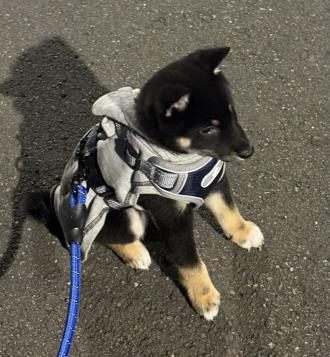 【黃思穎】帶著【黑炫風】來報到囉！