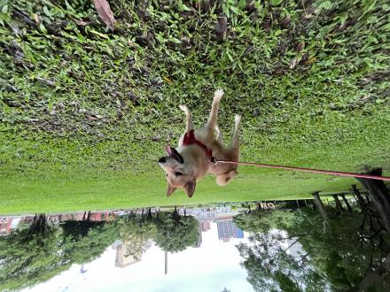 【Bruce Chiu】帶著【戴門】來報到囉！