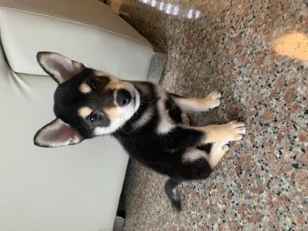 【小狐】帶著【太極】來報到囉！