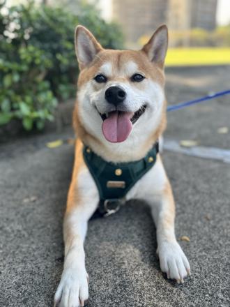 【yin】帶著【鐵蛋】來報到囉！