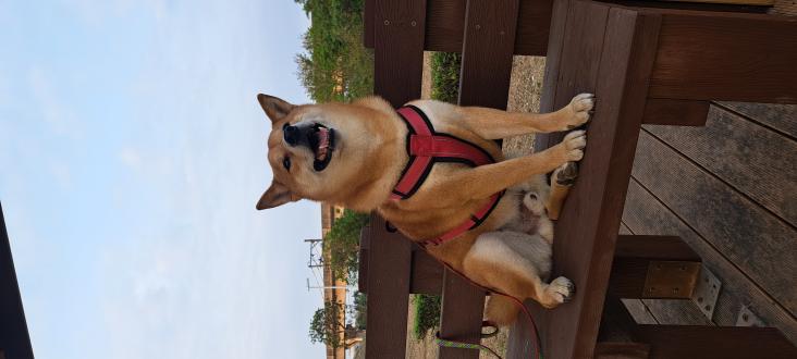 【東東】帶著【嘟比】來報到囉！