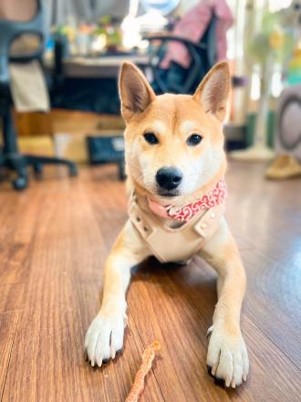 【雅涵】帶著【咪醬】來報到囉！