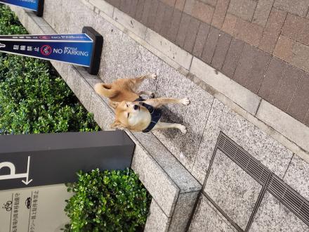 【Nori】帶著【旺旺】來報到囉！