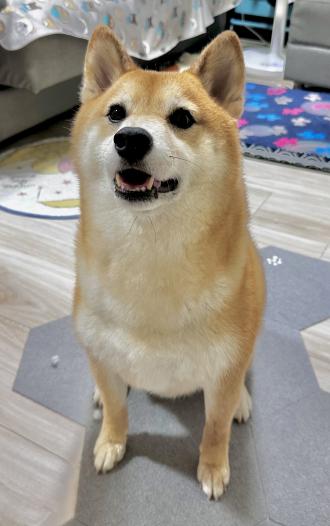 【Vivi Chiu】帶著【肚臍】來報到囉！