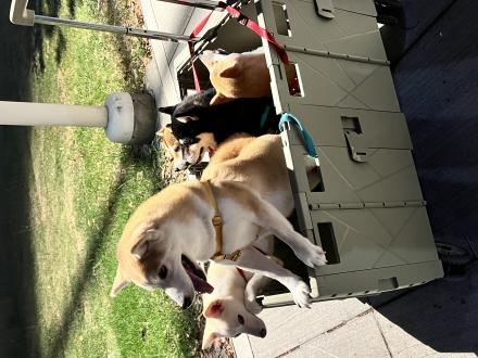 【亨爺】帶著【樂樂，禟禟，暮暮，緣緣，鋇鋇】來報到囉！