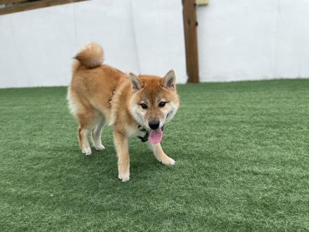 【Pei Pei Chen】帶著【麥噹噹】來報到囉！