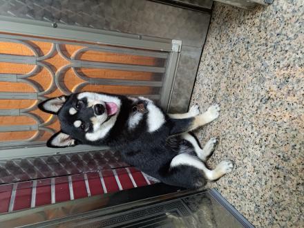 【HsiLun Chen】帶著【可樂】來報到囉！