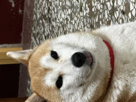 【張大豪】帶著【抖宅】來報到囉！