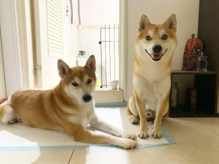 【🐒】帶著【柴柴、弟弟】來報到囉！