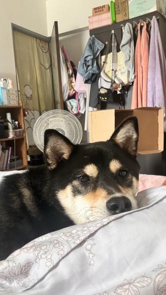 【Whiskey】帶著【柴柴】來報到囉！